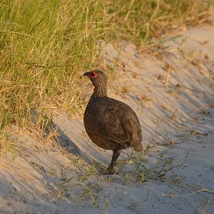 Swainson's Spurfowl, Moremi Game Reserve, Botswana, 26/04/16