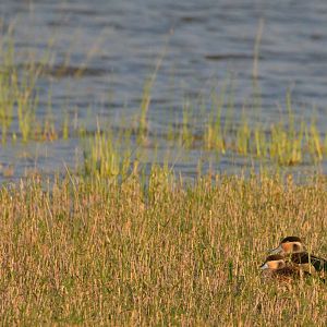 Hottentot Teal, Moremi Game Reserve, Botswana, 26/04/16