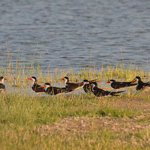 African Skimmers, Moremi Game Reserve, Botswana, 26/04/16