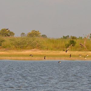 African Skimmers, Moremi Game Reserve, Botswana, 26/04/16