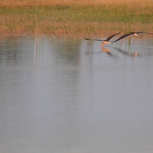 African Skimmers, Moremi Game Reserve, Botswana, 26/04/16
