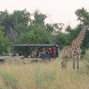 Southern Giraffe and Admirers, Moremi Game Reserve, Botswana, 27/04/16
