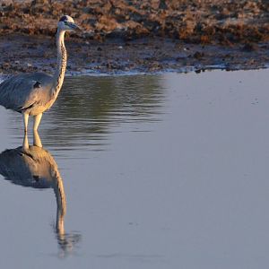 Grey Heron, Moremi Game Reserve, Botswana, 27/04/16
