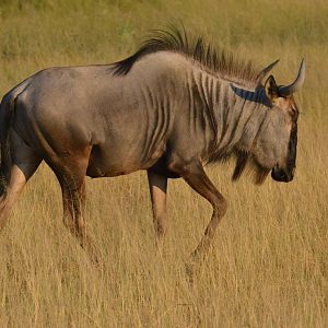 Brindled Gnu, Moremi Game Reserve, Botswana, 27/04/16