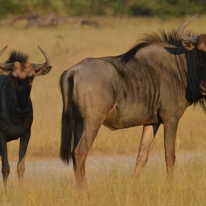 Brindled Gnu, Moremi Game Reserve, Botswana, 27/04/16