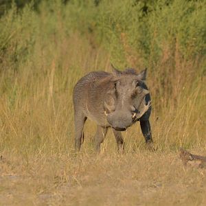 Common Warthog, Moremi Game Reserve, Botswana, 27/04/16