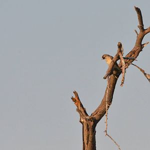 Greater Honeyguide, Moremi Game Reserve, Botswana, 27/04/16
