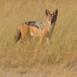 Black-backed Jackal, Moremi Game Reserve, Botswana, 27/04/16