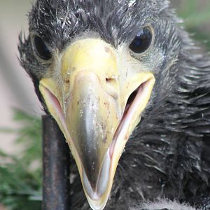 Young Steller's sea-eagle