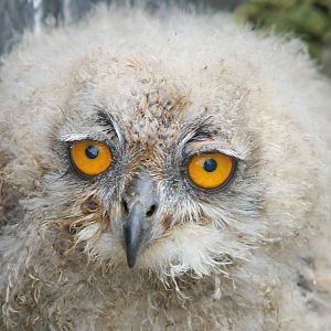 European eagle owl chick
