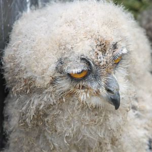 European eagle owl chick