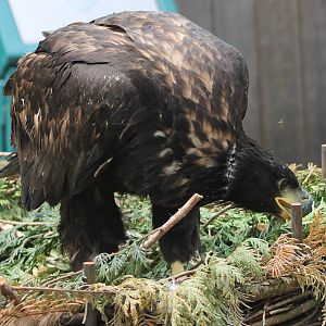 White-tailed sea-eagle young