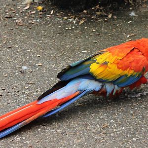 Scarlet macaw
