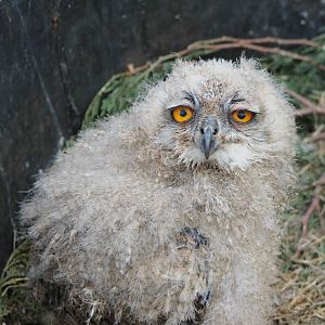 European eagle owl chick