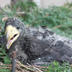 Steller's sea-eagle young