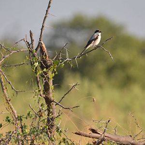 Lesser Grey Shrike, Moremi Game Reserve, Botswana, 27/04/16