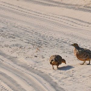 Burchell's Sandgrouse, Moremi Game Reserve, Botswana, 27/04/16