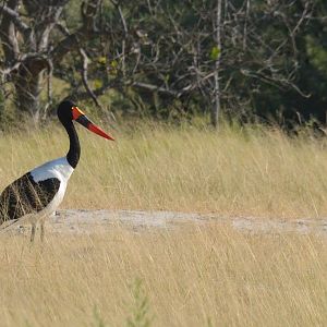 Saddle-billed Stork, Moremi Game Reserve, Botswana, 27/04/16