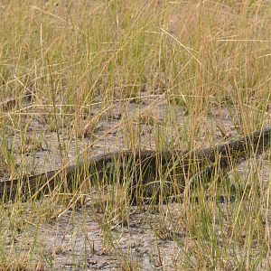 Nile Monitor, Moremi Game Reserve, Botswana, 27/04/16
