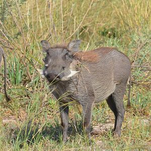 Common Warthog, Moremi Game Reserve, Botswana, 27/04/16