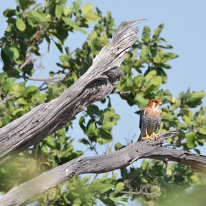 Red-necked Falcon, Moremi Game Reserve, Botswana, 27/04/16