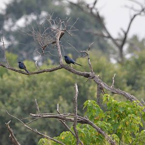 Meves's Starlings, Khwai Community Area, Botswana, 24/04/16