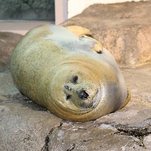 Harbor Seal