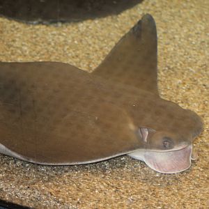 West Atlantic Cownose Ray