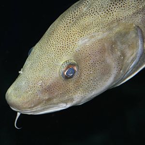 Atlantic Cod