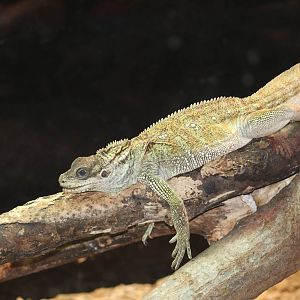 Amboina Sailfin Lizard