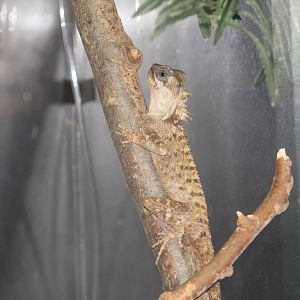 Indochinese Spiny Lizard