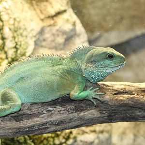 Chinese Water Dragon
