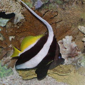 Longfin Bannerfish