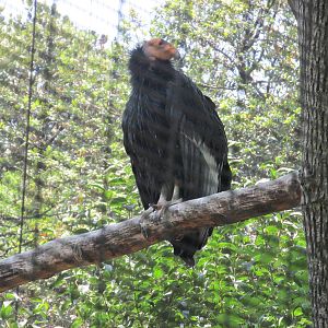california condor chapultepec zoo