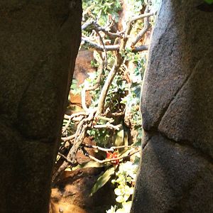 Enclosure Veiled chameleon