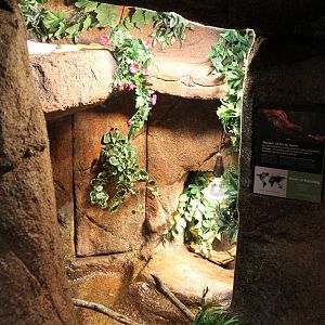 Enclosure Corn snake