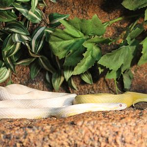 Corn snake mutations