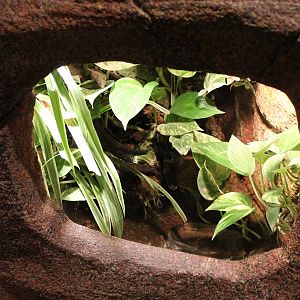 Enclosure Yellow-banded dar frog