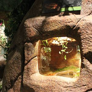 Enclosure Spotted toad