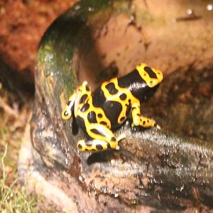 Yellow-banded dart frog