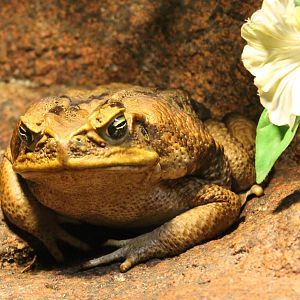 Cane toad