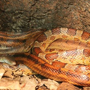 Corn snakes