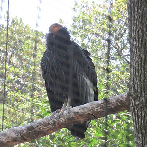 california condor chapultepec zoo