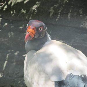 king vulture chapultepec zoo