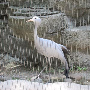 blue crane chapultepec