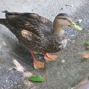 female mallard chapultepec zoo