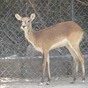 female lewche chapultepec zoo