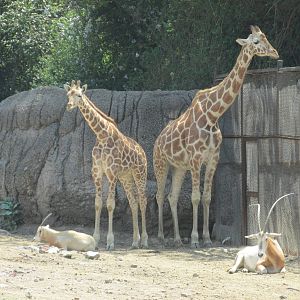 reticulated giraffes with scimitar orix chapultepec zoo