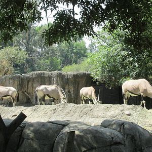 beisa oryx chaputepec zoo