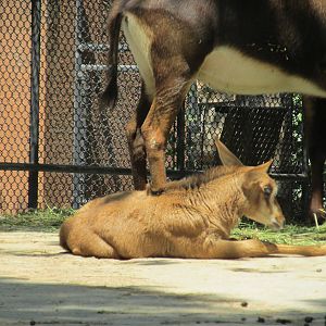 young sable antelope chapultepec zoo